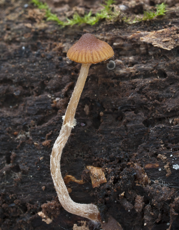 Galerina ampullaceocystis